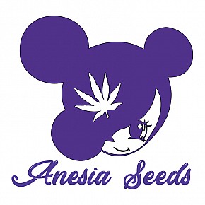 Anesia Seeds | Epic Buzz Auto (3st)