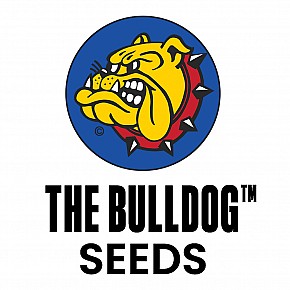 The Bulldog Seeds | TB Purple CBD (5pcs)