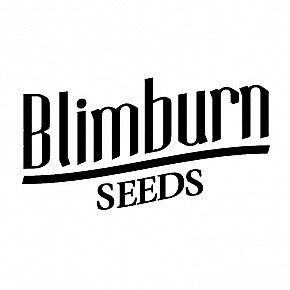 Blimburn | Blackberry Moonstones (3-pack)