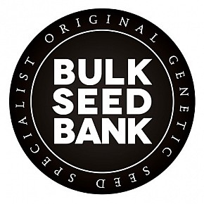 Bulk Seed Bank |  Amnesia Haze (10pcs)