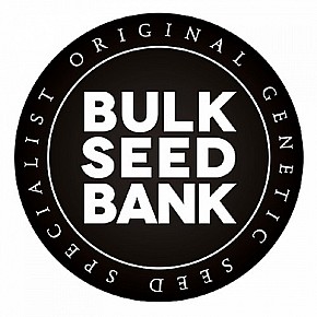 Bulk Seed Bank | Auto Amnesia Haze (10pcs)