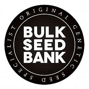 Lavender Best - Bulk Seed Bank (5pcs)