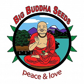 Big Buddha | Cheese (5pcs)