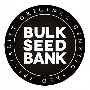 Bulk Seed Bank | Auto Amnesia Platinum (10pcs)