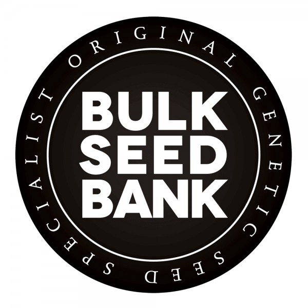 Bulk Seed Bank | CBD Guerilla Glue Auto (5st)