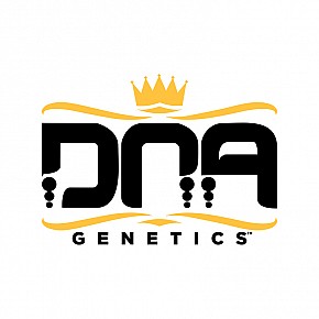 DNA Genetics | White Walker Kush (5-pack)