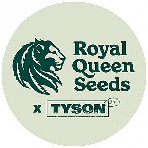 Royal Queen x Tyson Seeds | GOAT'lato Auto (5st)