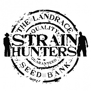 Strain Hunters | Money Maker (3pcs)