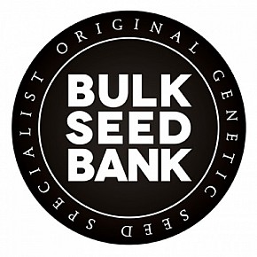 Bulk Seed Bank | Auto CBD White Widow (5pcs)