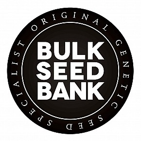 Bulk Seed Bank | Auto Good Wild Shark (10pcs)