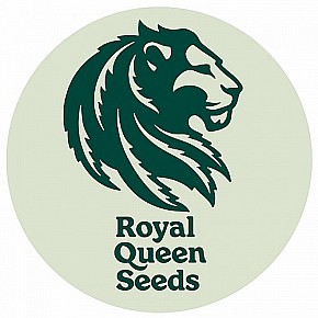 Royal Queen | Mexican Rush (3pcs)
