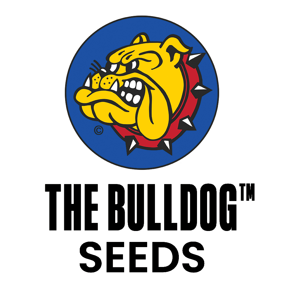 The Bulldog Seeds | TB Amnesia (3pcs)