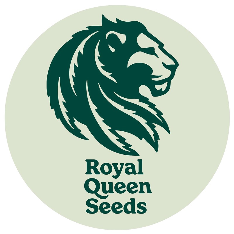 Royal Queen | Critical (25-pack)