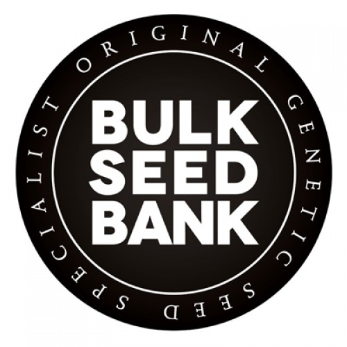 Bulk Seed Bank | Auto Amnesia Haze (100st)