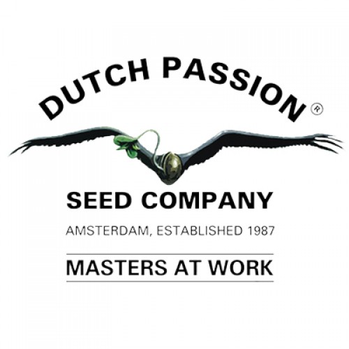 Dutch Passion | Critical Orange Punch (3pcs)