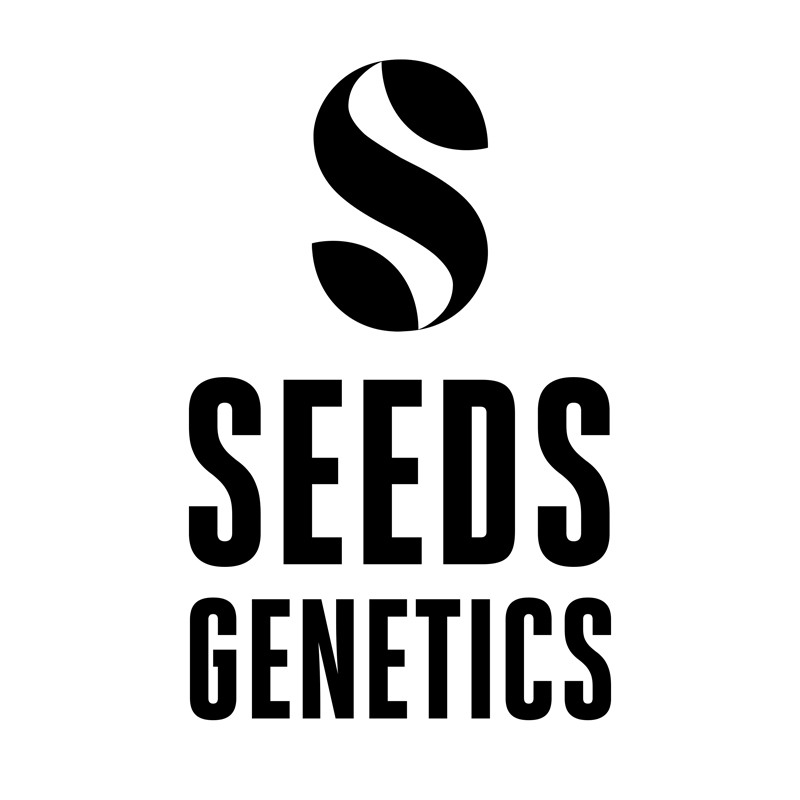 Seeds Genetics | 24K (3-pack)